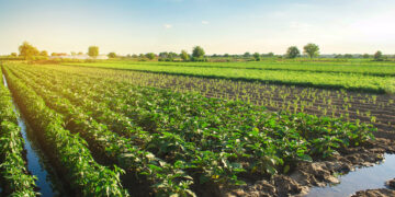 Fracasa proyecto de Sri Lanka por una agricultura “100% orgánica”