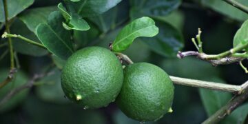 Gobierno federal investigará a intermediarios por alza en el precio del limón