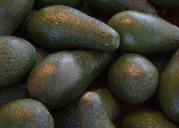 Integran productores y autoridades grupos de trabajo para potenciar exportaciones de aguacate a EEUU