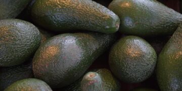 Integran productores y autoridades grupos de trabajo para potenciar exportaciones de aguacate a EEUU