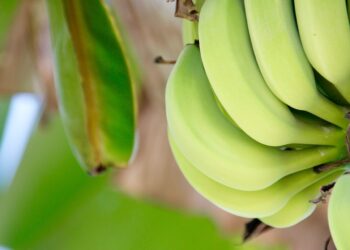 Perú retomará el impulso a la exportación de banano orgánico