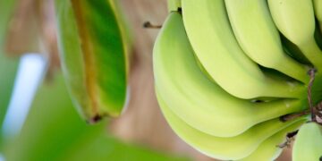 Perú retomará el impulso a la exportación de banano orgánico