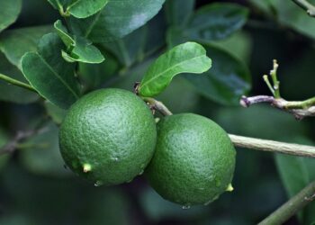 Precio del limón disminuirá hasta la primera semana de febrero