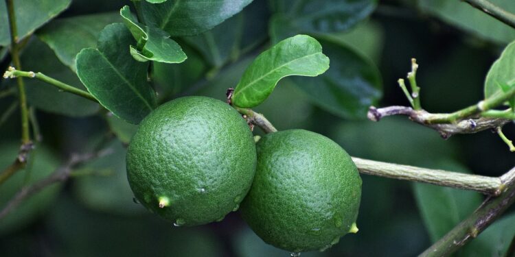 Precio del limón disminuirá hasta la primera semana de febrero