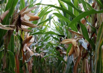 Prevén caída en producción de maíz por encarecimiento de fertilizantes