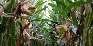 Prevén caída en producción de maíz por encarecimiento de fertilizantes