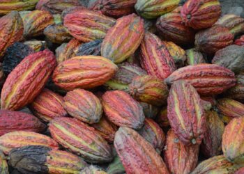 Productores peruanos exportan cacao orgánico a Singapur