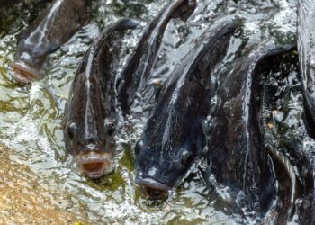 Sector agropecuario, el único con crecimiento durante pandemia: Sader