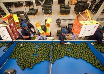 Valor de las exportaciones agroalimentarias de México supera los 40 mil mdd