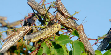 Anuncian acciones para controlar brote de langosta centroamericana en Nuevo León