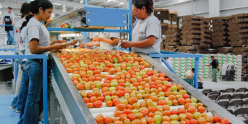 Balanza comercial agroalimentaria registra superávit de siete mil 192 mdd