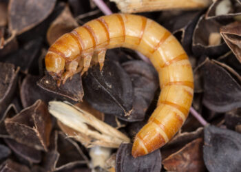 Con gusanos, transforman unicel en materia orgánica