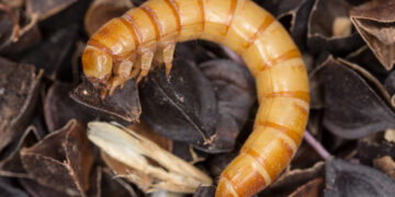 Con gusanos, transforman unicel en materia orgánica