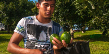 Crimen organizado asedia a la producción de aguacate