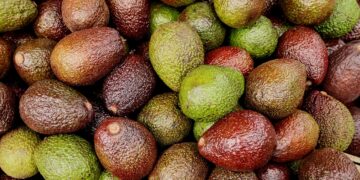 El precio del aguacate podría dispararse en EU