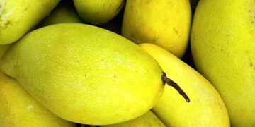 Inicia con buenas perspectivas temporada del mango Ataulfo ecológico en México