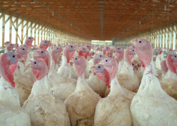 México restringe la entrada de pavos provenientes de Indiana