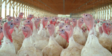 México restringe la entrada de pavos provenientes de Indiana