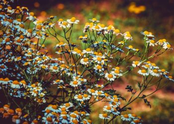 Ocupa México segundo lugar mundial en registro de plantas medicinales