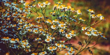 Ocupa México segundo lugar mundial en registro de plantas medicinales