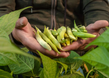 Producción de frijol aumentó 11.4% en 2021