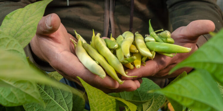 Producción de frijol aumentó 11.4% en 2021