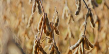 Se dispara producción de maíz y soya orgánica en EEUU