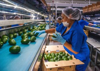 Se reanudan exportaciones de aguacate de Michoacán a EEUU