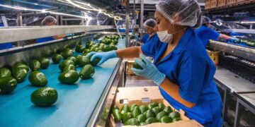 Se reanudan exportaciones de aguacate de Michoacán a EEUU