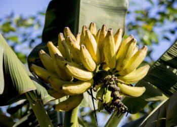 Técnica “casi imposible” podría salvar a los cultivos de banana