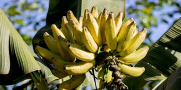 Técnica “casi imposible” podría salvar a los cultivos de banana