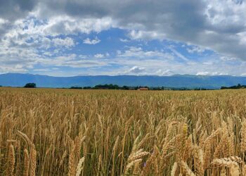 Anuncia Ucrania licencias de exportación para productos agrícolas