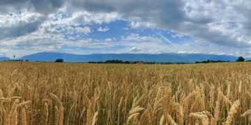 Anuncia Ucrania licencias de exportación para productos agrícolas