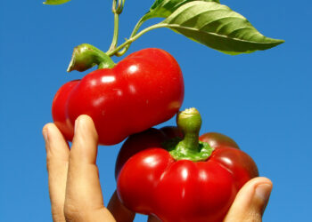 Aún queda mucho terreno para las hortalizas orgánicas