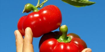 Aún queda mucho terreno para las hortalizas orgánicas