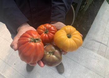 Con Mixologist, Vitalis amplía su oferta en semillas orgánicas de tomate