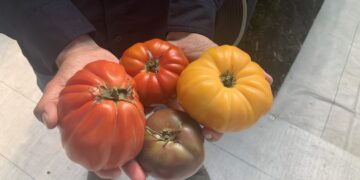 Con Mixologist, Vitalis amplía su oferta en semillas orgánicas de tomate