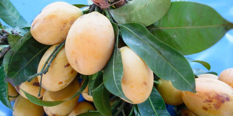 Cultivo de mango en BC Sur desplaza a orgánicos