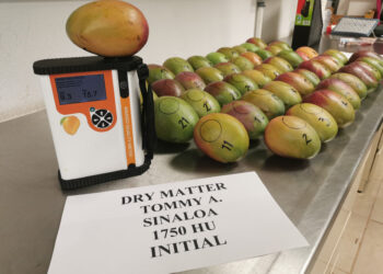 Especialistas del Inifap logran identificar la madurez del mango sin dañar el fruto