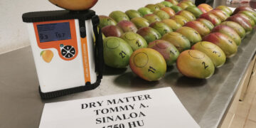 Especialistas del Inifap logran identificar la madurez del mango sin dañar el fruto