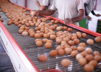 Invasión de Rusia a Ucrania pegará a carne y huevo