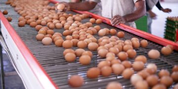 Invasión de Rusia a Ucrania pegará a carne y huevo