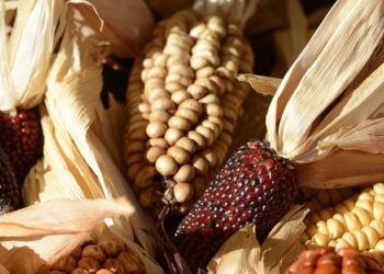 Investigadores de la UNAM buscan exterminar hongos en granos