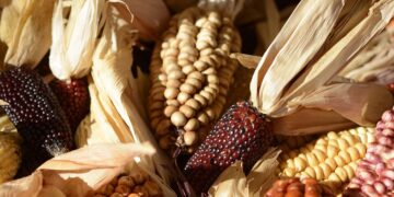 Investigadores de la UNAM buscan exterminar hongos en granos