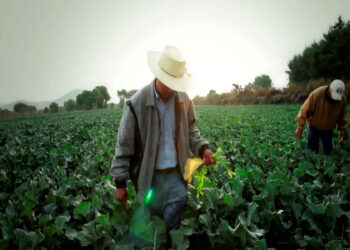 La crisis del campo mexicano, por política anti-campesina