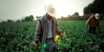 La crisis del campo mexicano, por política anti-campesina