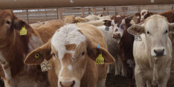 Nuevo sistema de trazabilidad de bovinos busca fortalecer la sanidad e inocuidad
