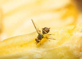 TMT Agro desarrolla una solución 100% natural contra la mosca de la fruta