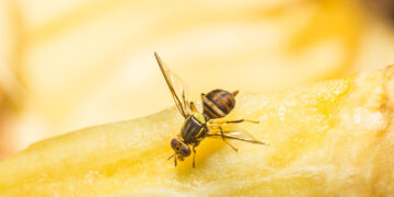 TMT Agro desarrolla una solución 100% natural contra la mosca de la fruta
