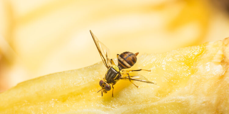 TMT Agro desarrolla una solución 100% natural contra la mosca de la fruta